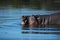 Hippo (Hippopotamus amphibius)