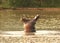 Hippo Hippopotamus amphibius laying in the water