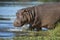 Hippo (Hippopotamus amphibius) South Africa