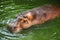 Hippo Hippopotamus comfort in the pool