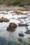 Hippo or Hippopotamus Making Love and Mating in Serengeti, Tanzania