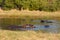 Hippo Hippopotamus, Okavango delta, Botswana Africa