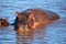 Hippo, hippopotamus in river. Serengeti, Tanzania, Africa