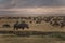 Hippo and hundred of wildebeest grazing in the Ngorongoro crater