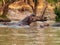 Hippo on the Kafue river, Zambia