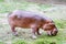 Hippo at Khao Kheow Open Zoo, Pattaya Thailand