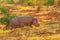 Hippo Kruger Park