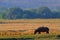 Hippo landscape. Hippo in the grass, wet green season. African Hippopotamus, Hippopotamus amphibius capensis, , Okavango delta,