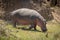 Hippo lifts foot walking down grassy bank