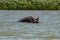 Hippo looking out of the water in lake Tana, Ethiopia