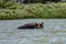 Hippo looking out of the water in lake Tana, Ethiopia