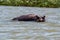 Hippo looking out of the water in lake Tana, Ethiopia