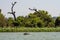 Hippo looking out of the water in lake Tana, Ethiopia