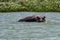 Hippo looking out of the water in lake Tana, Ethiopia