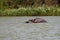 Hippo looking out of the water in lake Tana, Ethiopia