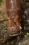 Hippo looks in the frame and waits for when it will be fed