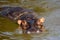 Hippo, Maasai Mara Game Reserve, Kenya