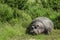 Hippo in the Maasai Mara national park (Kenya)