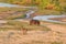 Hippo and a male waterbuck in a River