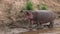 Hippo in the Mara, Africa