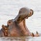 Hippo in Mara river Kenya