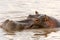 Hippo in Mara river Kenya