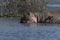 Hippo Mother and baby in Lake Naivasha