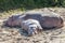 Hippo mother and calf