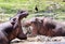 Hippo with mouth wide open threatening another hippo, with lots of water splashing