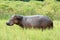 Hippo - Murchison Falls NP, Uganda, Africa