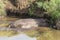 Hippo in Ngorongoro crater