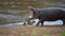 Hippo onshore near a lake in Maasai Mara, Kenya during daylight