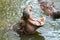 The hippo open mouth in river