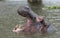 Hippo opening his mouth at Lake Naivasha