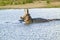 Hippo opening mouth in the Greater St. Lucia Wetland Park World Heritage Site, St. Lucia, South Africa