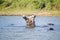 Hippo opening mouth in a sequence of shots in the Greater St. Lucia Wetland Park World Heritage Site, St. Lucia, South Africa