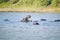 Hippo opening mouth in a sequence of shots in the Greater St. Lucia Wetland Park World Heritage Site, St. Lucia, South Africa