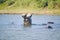 Hippo opening mouth in a sequence of shots in the Greater St. Lucia Wetland Park World Heritage Site, St. Lucia, South Africa