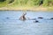 Hippo opening mouth in a sequence of shots in the Greater St. Lucia Wetland Park World Heritage Site, St. Lucia, South Africa