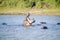 Hippo opening mouth in a sequence of shots in the Greater St. Lucia Wetland Park World Heritage Site, St. Lucia, South Africa