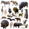 Hippo and other African animals. Isolated