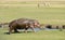 Hippo out of water in the Ngorongoro