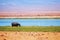 Hippo out of water walking in grass, Kenya, Africa