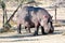 Hippo outside water, closeup, hippo in Tanzania, Africa