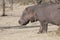 Hippo outside water, closeup, hippo in Tanzania, Africa