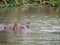 Hippo peeking out of lake