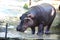 Hippo playing  at Kerala zoo