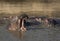 Hippo pod resting in water with one hippo yawning in afternoon in Masai Mara Kenya