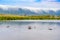 Hippo Pool in the Ngorongoro crater National Park. Safari Tours in Savannah of Africa. Beautiful wildlife in Tanzania, Africa