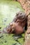 Hippo portrait in the nature